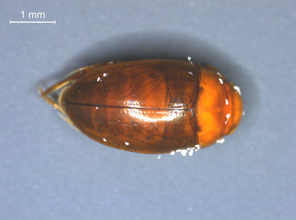 Noterus crassicornis